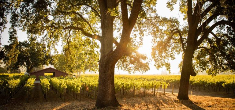 Wine Trails of Napa Valley: A Weekend for Oenophiles